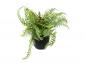 Preview: EUROPALMS Bostonfarn, deluxe, Kunstpflanze, 37cm