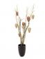 Preview: EUROPALMS Arrangement Goldrausch