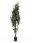 Preview: EUROPALMS Schefflera, künstlich, 120cm