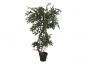 Preview: EUROPALMS Ficus Multi Spiralstamm, Kunstpflanze, 130cm