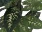 Preview: EUROPALMS Dieffenbachia, künstlich, 120cm