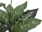 Preview: EUROPALMS Dieffenbachia, künstlich, 120cm