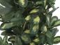 Preview: EUROPALMS Schefflera, künstlich, 120cm