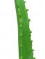 Preview: EUROPALMS Aloe-Vera-Pflanze, Kunstpflanze, 63cm