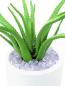 Preview: EUROPALMS Aloe-Vera-Pflanze, Kunstpflanze, 63cm