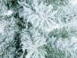Preview: EUROPALMS Tannenbaum, beflockt, 150cm