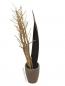 Preview: EUROPALMS Fenchelbund, getrocknet, gold, 160cm