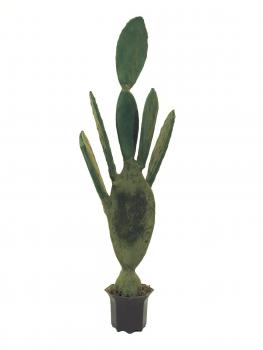 EUROPALMS Blätterkaktus, Kunstpflanze, 130cm