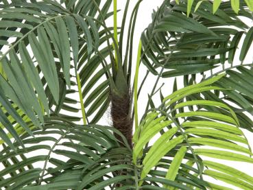 EUROPALMS Areca Palme, Kunstpflanze, 110cm