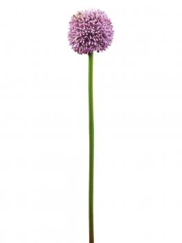 EUROPALMS Alliumzweig, künstlich, lavendel, 55cm