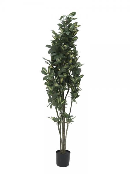 EUROPALMS Schefflera, künstlich, 120cm