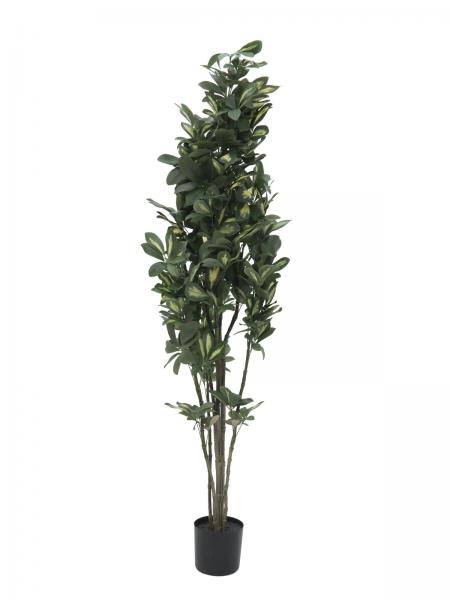 EUROPALMS Schefflera, künstlich, 120cm